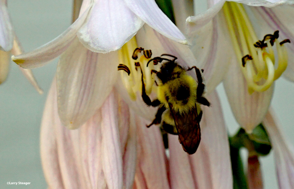 Bumblebee by larrysphotos
