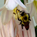 Bumblebee by larrysphotos