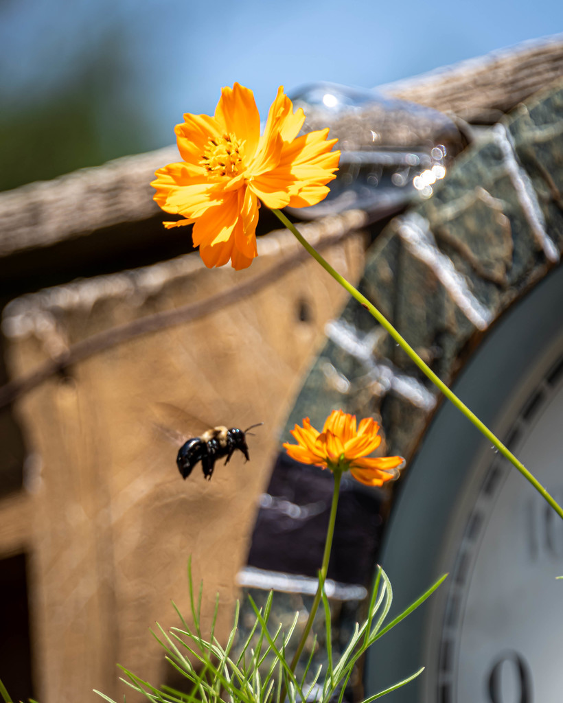 Buzzing Around by marylandgirl58