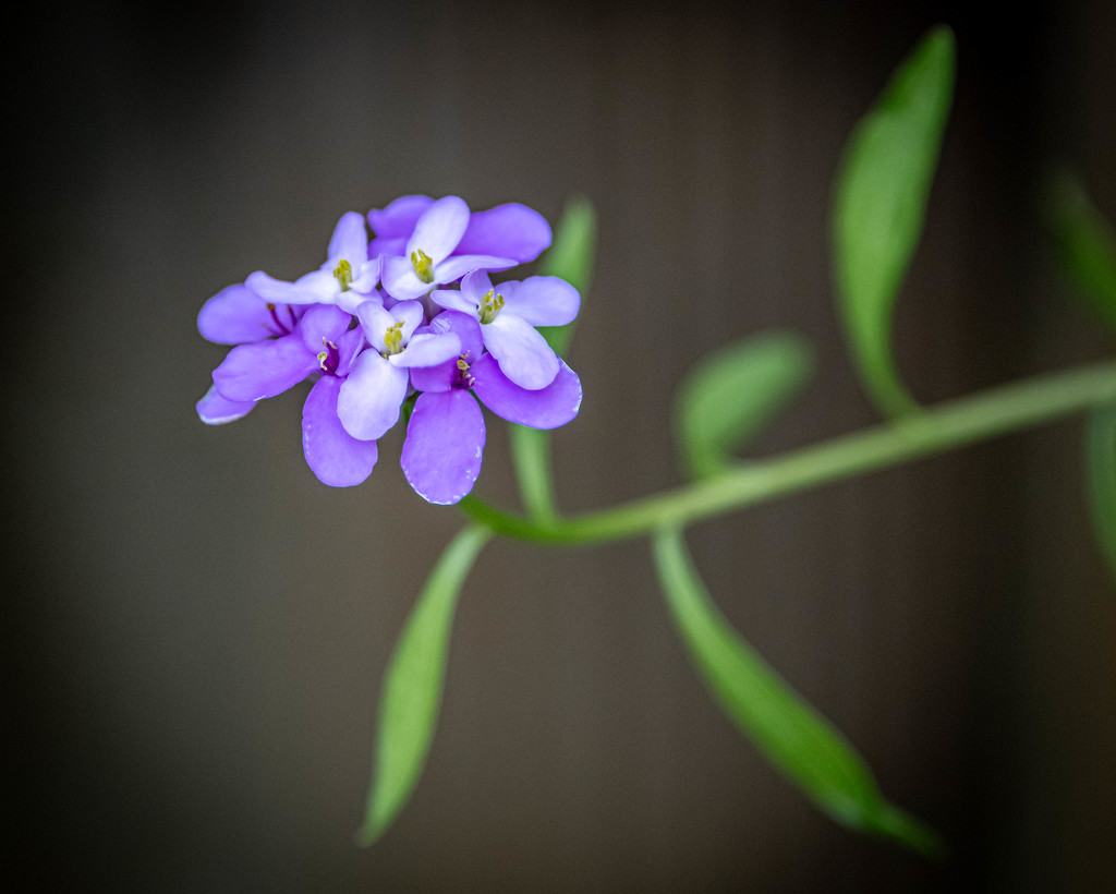 Purple Petals  by marylandgirl58