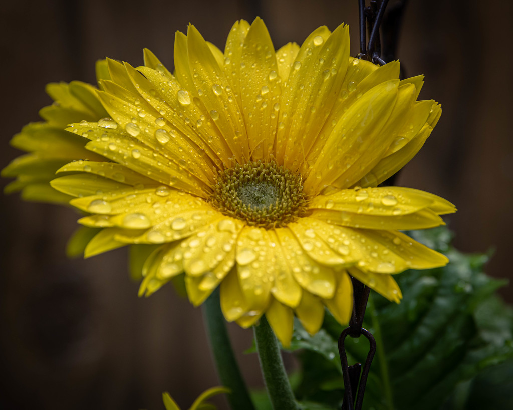 Yellow Gerbera Daisy with Rain Drops by marylandgirl58