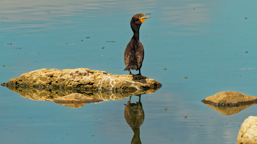 double-crested cormorant  by rminer