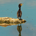 double-crested cormorant  by rminer