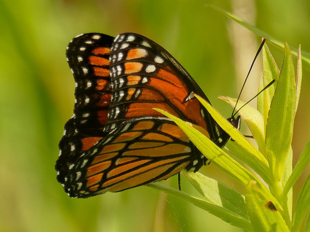 Viceroy butterfly by rminer