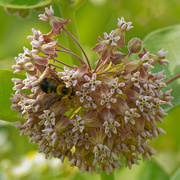 13th Jul 2020 - common milkweed