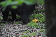 11th Jul 2020 - Day 193 Do Bear Pooh in the Woods?