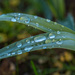 Droplets by gosia