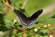 12th Jul 2020 - Red-spotted Purple
