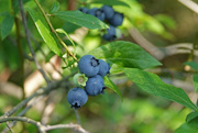 13th Jul 2020 - Blueberries in the Bog