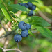 Blueberries in the Bog by annepann