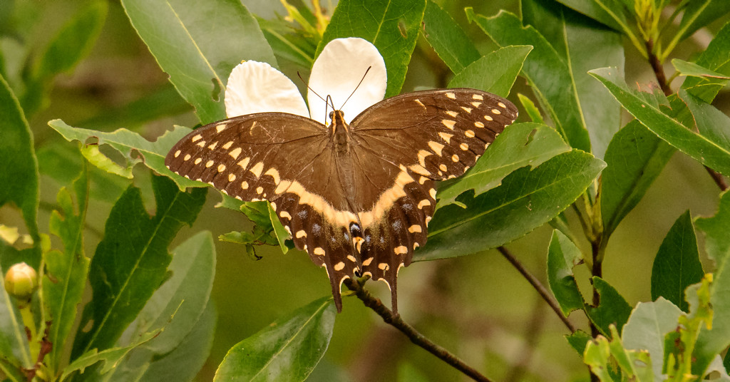 Palamedes Swallowtail Butterfly! by rickster549