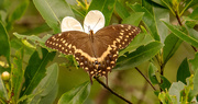 13th Jul 2020 - Palamedes Swallowtail Butterfly!