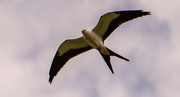 13th Jul 2020 - Swallowtail Kite!