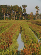 19th Sep 2019 - Harvested Rice Paddy