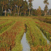 Harvested Rice Paddy by ianjb21