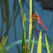 Red Dragon Fly by ianjb21