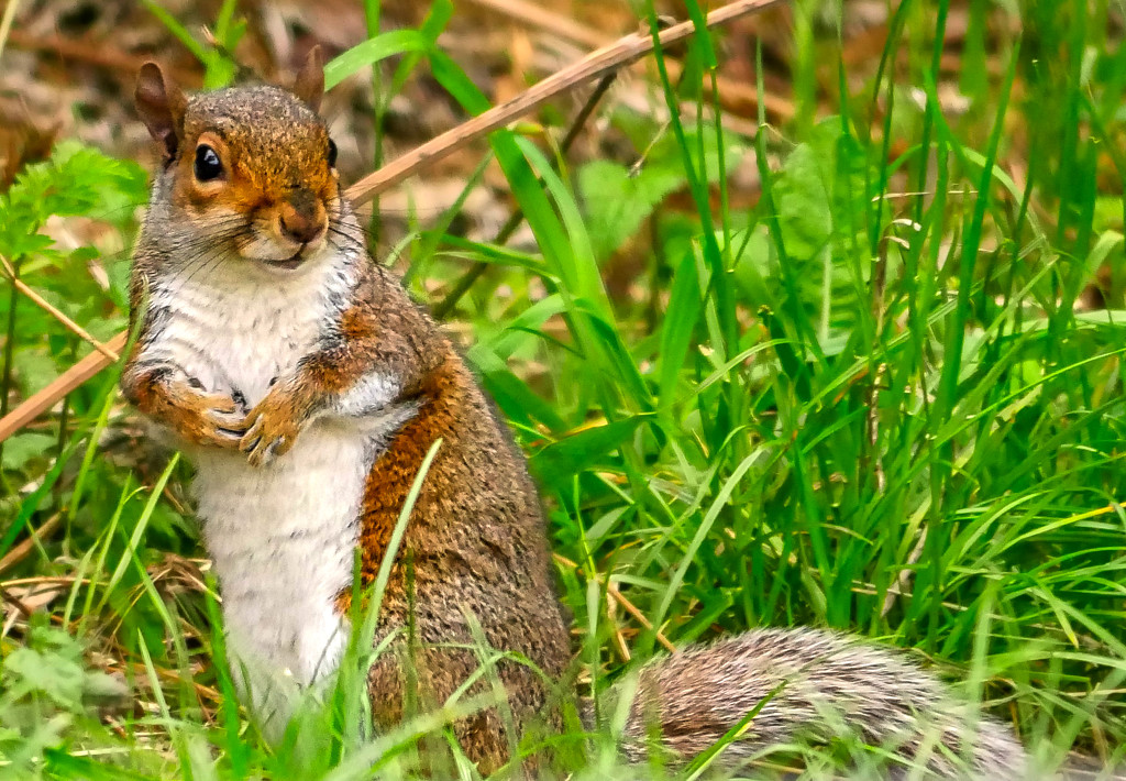 Mr Squirrel. by tonygig