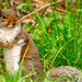 Mr Squirrel. by tonygig