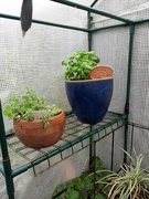 14th Jul 2020 - greenhouse herbs 