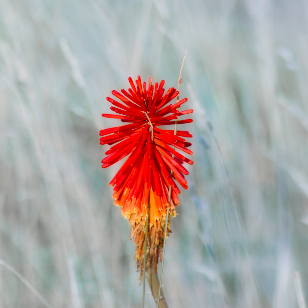 Red Hot Poker by suez1e
