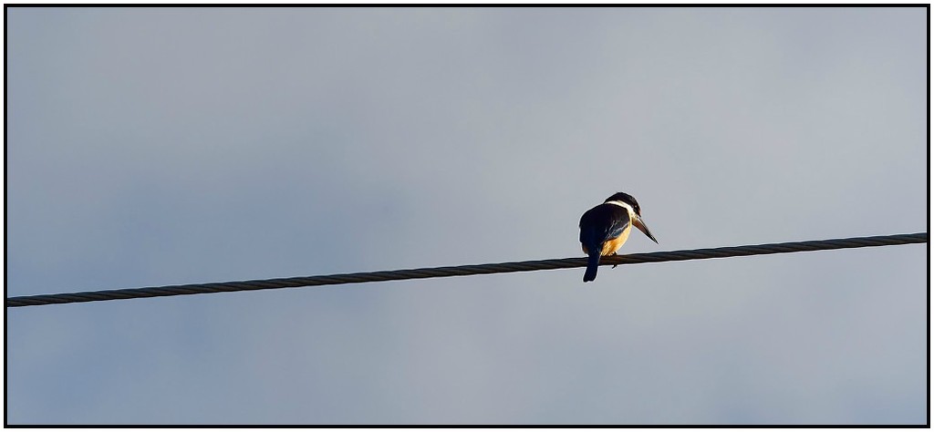 Bird on a Wire by nzkites