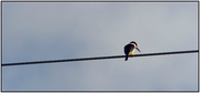 14th Jul 2020 - Bird on a Wire