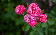 30th Jun 2020 - Vibrant Roses