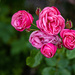 Vibrant Roses by judithmullineux