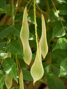 11th Jun 2020 - Seed pods of wild wisteria...