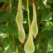 Seed pods of wild wisteria... by marlboromaam