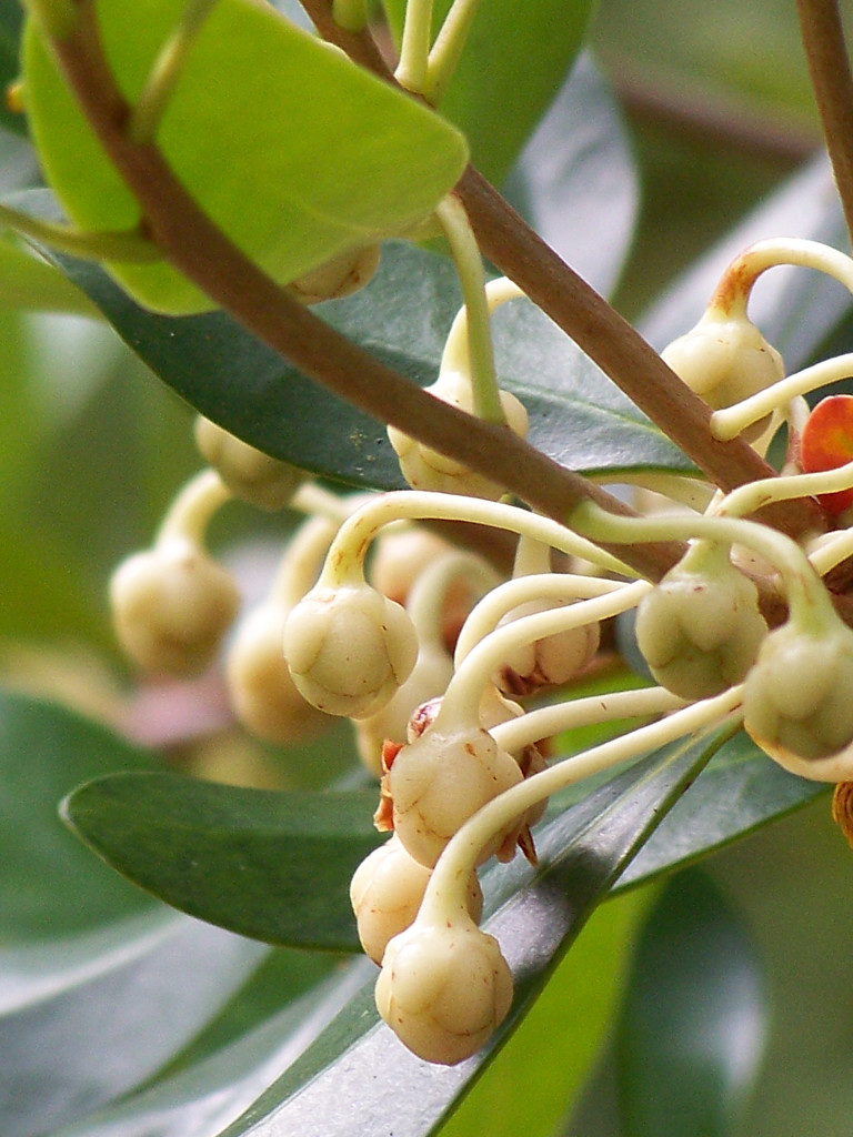 Sweet olive buds... by marlboromaam