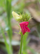 17th Jun 2020 - Wildflower as tiny as my little finger nail...