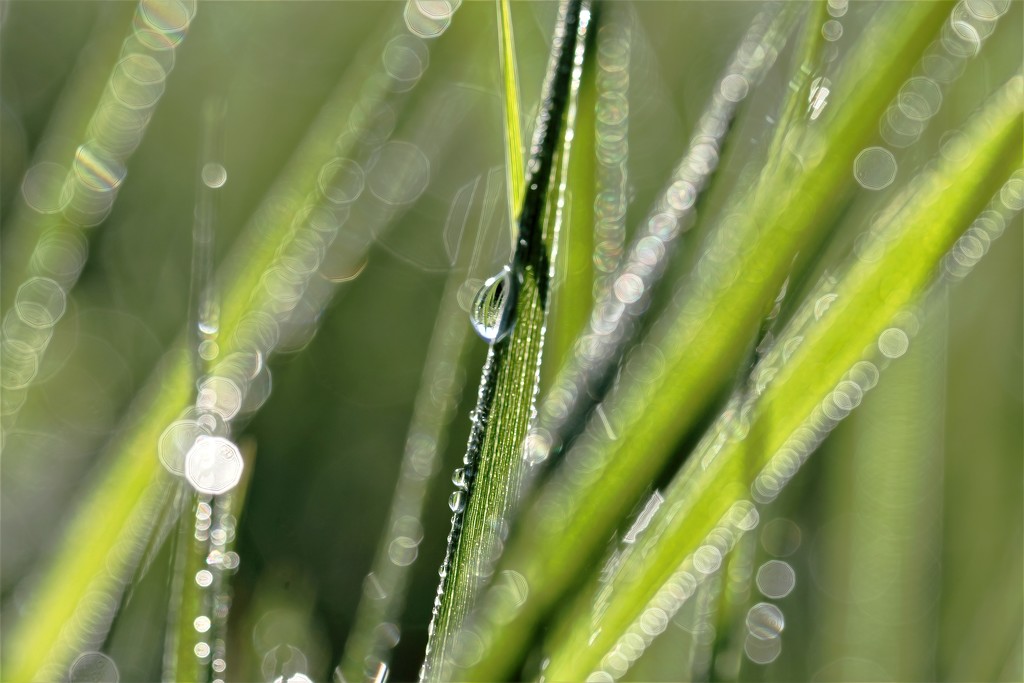 Dewdrops by lynnz