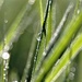 Dewdrops by lynnz