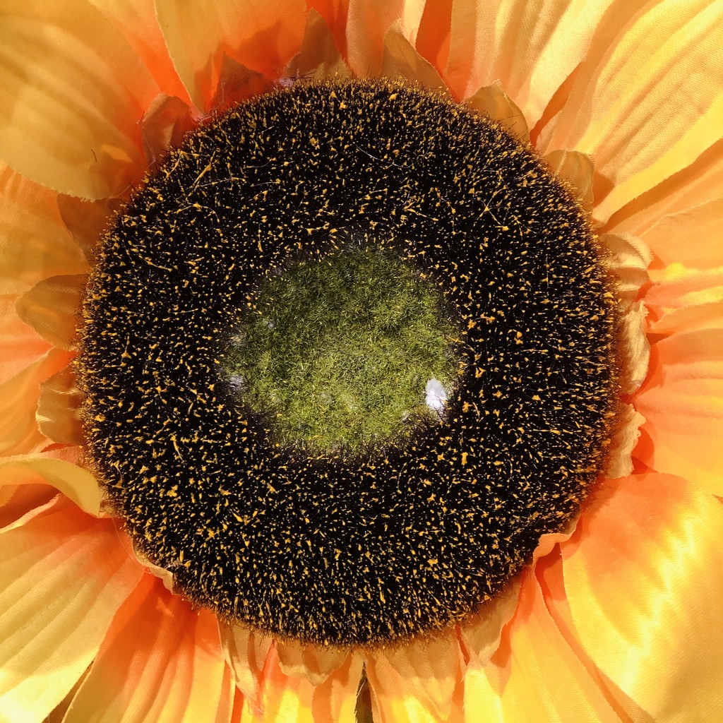 Fake sunflower  by johnfalconer