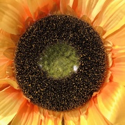 14th Jul 2020 - Fake sunflower 