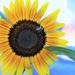 Sunflower by lynnz