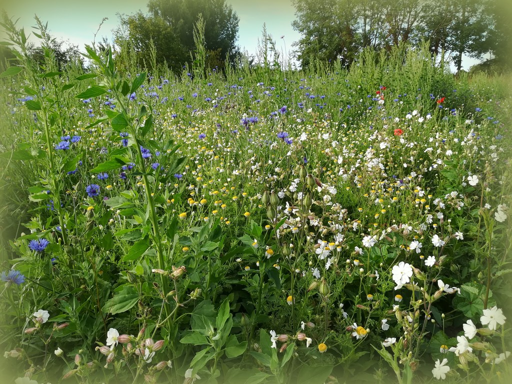 Wildflower meadow by busylady