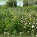Wildflower meadow by busylady