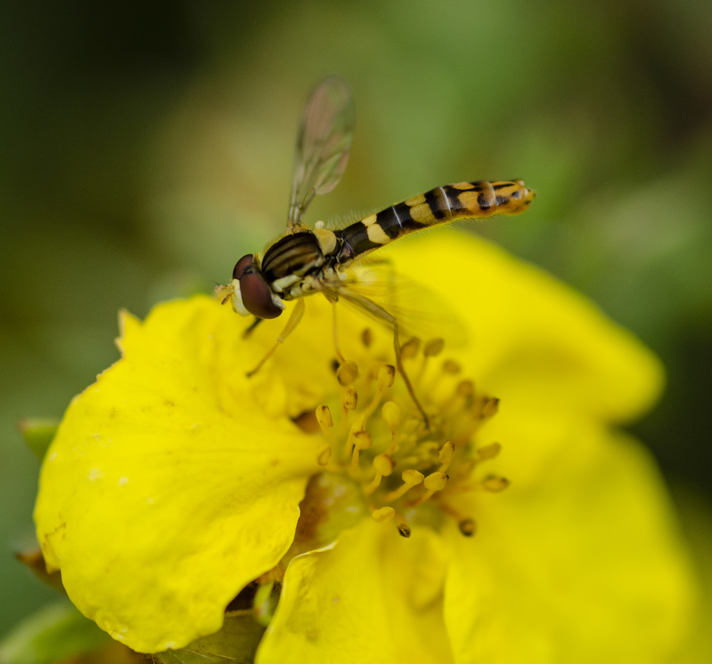 Hover fly by clivee