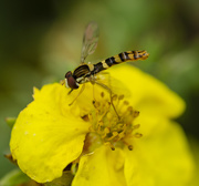 14th Jul 2020 - Hover fly