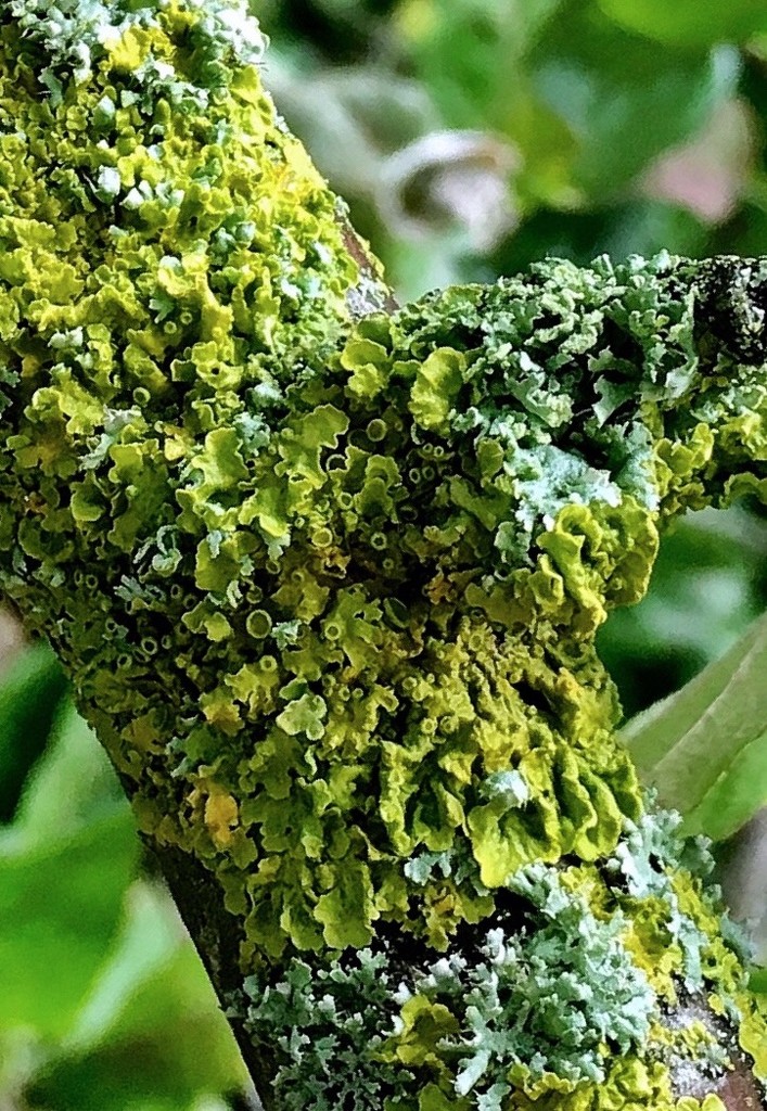 Lichen by pattyblue