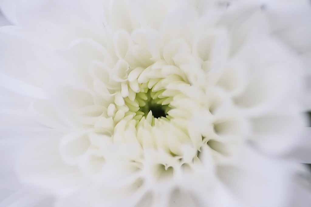 White & Soft by carole_sandford
