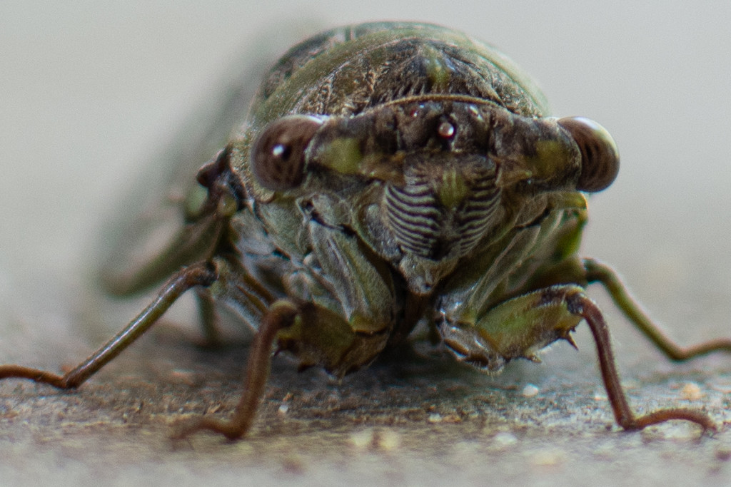 Cicada up close... by thewatersphotos