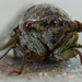 Cicada up close... by thewatersphotos