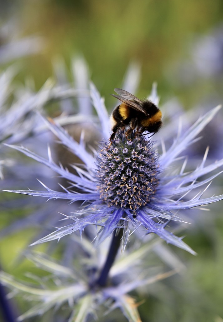 Bee Catnip by phil_sandford