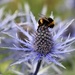 Bee Catnip by phil_sandford