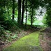 Mossy Pathway by calm