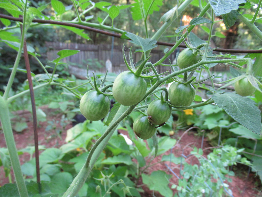 Tomatoes in waiting by margonaut