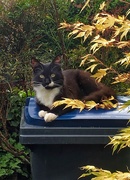 15th Jul 2020 - A cat on my wheelie bin